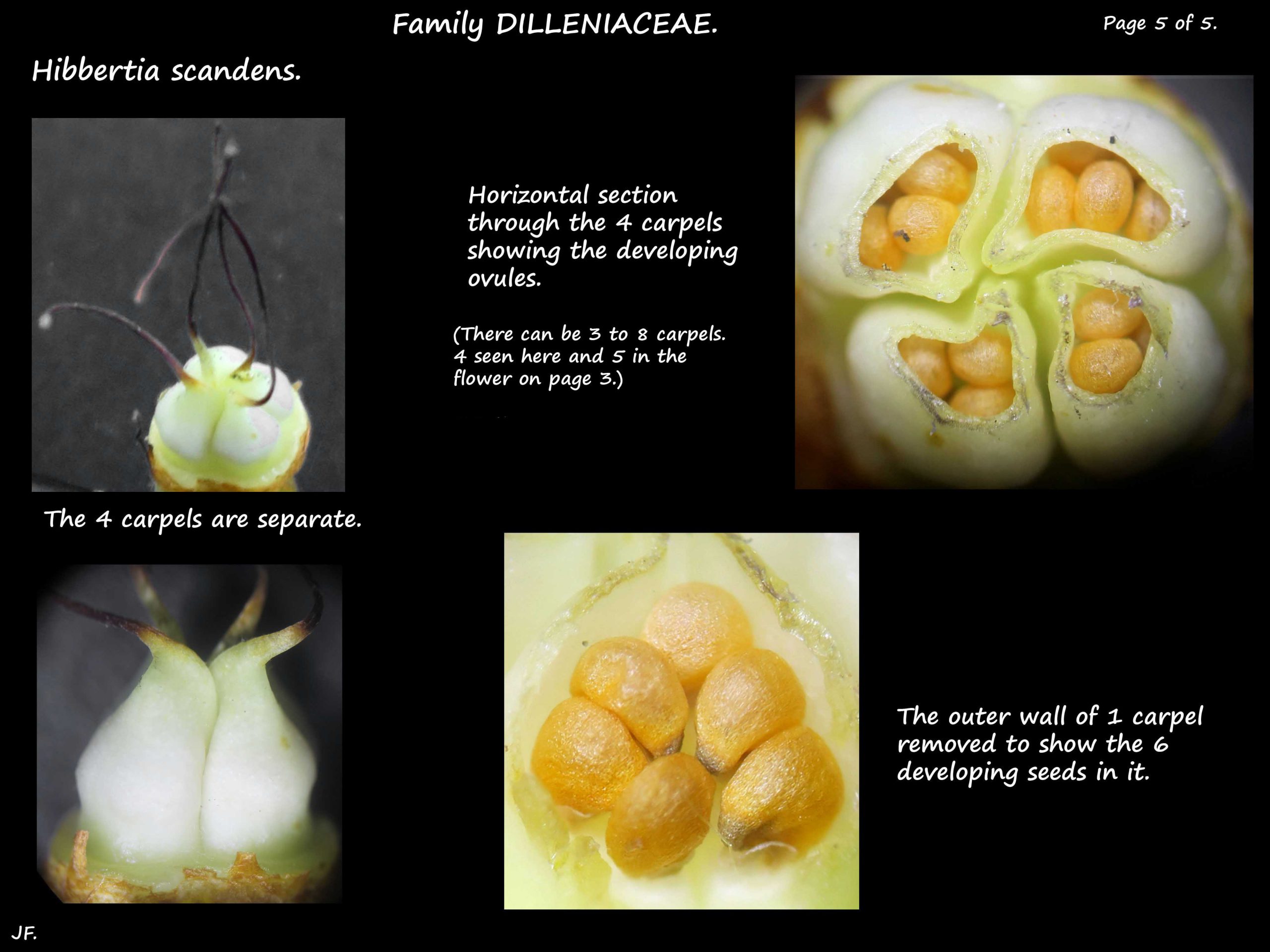 5 Hibbertia scandens ovary